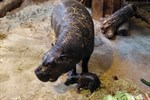 Nachwuchs bei den Zwergflusspferden im Zoo Rostock