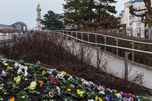 Frühjahrsbepflanzung in Warnemünde und der Innenstadt