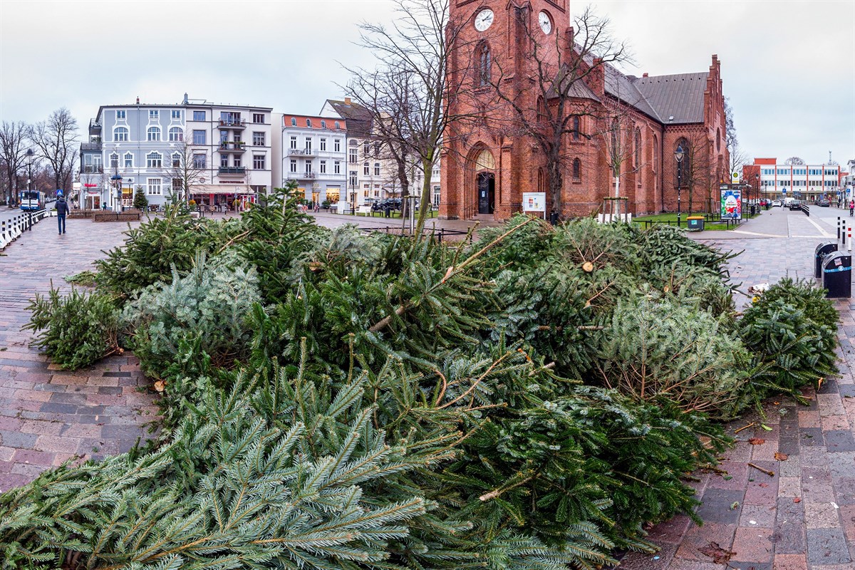 Weihnachtsbaum-Entsorgung erfolgt ab 3. Januar 2022 | Rostock-Heute