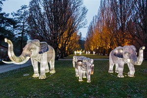 Elefanten bei den Zoolights in Rostock