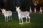 Zoolights Rostock: Zebras