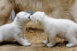 Eisbärennachwuchs im Zoo Rostock (Videofoto: Zoo Rostock) Eisbärennachwuchs im Zoo Rostock (Videofoto: Zoo Rostock)