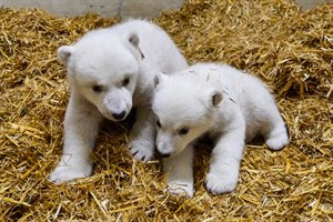 Eisbärennachwuchs im Zoo Rostock - Namen gesucht (Videofoto: Zoo Rostock) Eisbärennachwuchs im Zoo Rostock - Namen gesucht (Videofoto: Zoo Rostock)