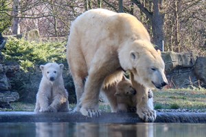 Die Eisbär-Zwillinge Kaja und Skadi mit Mama Sizzel im Zoo Rostock