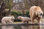 Eisbären-Zwillinge im Zoo Rostock getauft