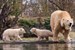 Eisbären-Zwillinge im Zoo Rostock getauft