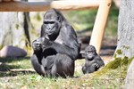 Gorillajunge Moyo verstorben