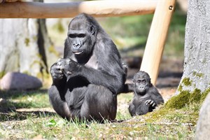 Gorillajunge Moyo verstorben - vor einem Jahr wurde sein erster Geburtstag gefeiert, hier mit seiner Mutter Zola (Foto: Joachim Kloock)