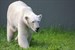 Neue Eisbärin Lili im Zoo Rostock