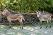 Hartmann-Bergzebras im Zoo Rostock