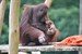 Orang-Utan-Spross im Zoo hört auf den Namen Akeno