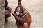 Orang-Utan-Nachwuchs im Zoo Rostock