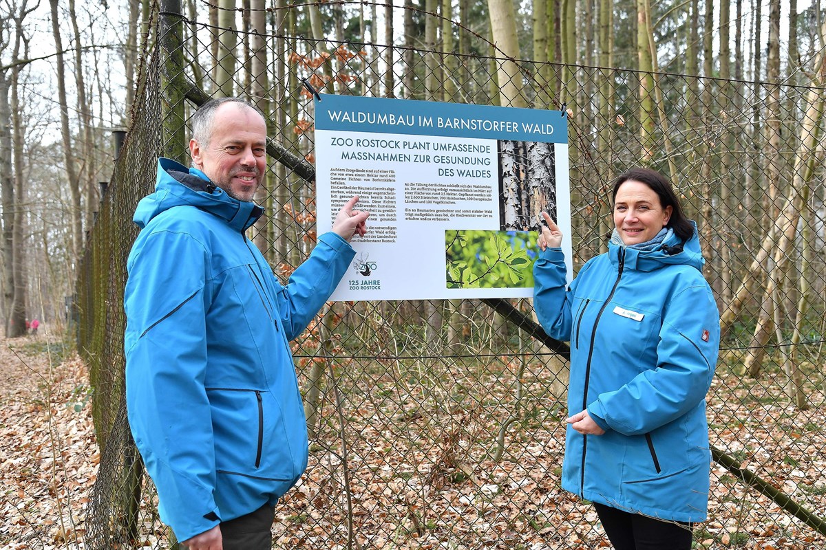 Borkenkäfer im Barnstorfer Wald Zoo plant Waldumbau RostockHeute