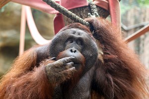 Orang-Utan Ejde im Zoo Rostock verstorben (Foto: Dittmar Brandt) Orang-Utan Ejde im Zoo Rostock verstorben (Foto: Dittmar Brandt)