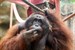 Orang-Utan Ejde im Zoo Rostock verstorben