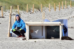 Zoo Rostock und Nabu wildern Sandregenpfeifern aus (Foto: Joachim Kloock)